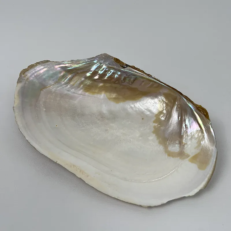 Dĩa trai nguyên bản 30 cm