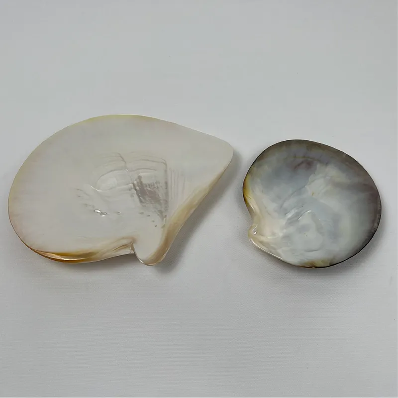 Dĩa trai nước mặn nguyên bản 16-20 cm